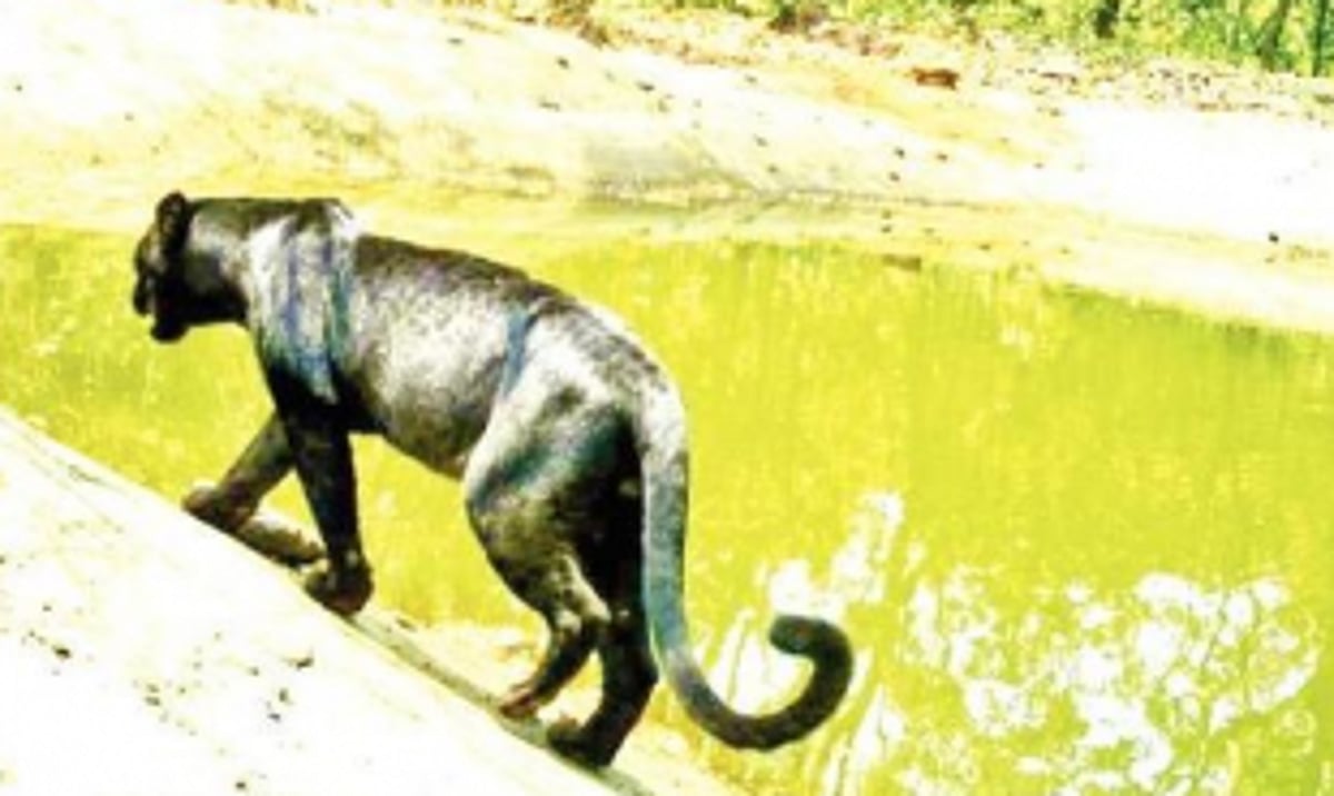 After tigers, black panther spotted, but is Forest Dept protecting them?