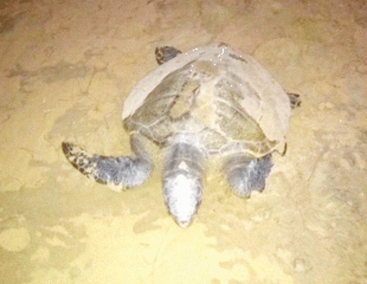 After two-month delay, first Olive Ridley arrives on Galgibaga beach