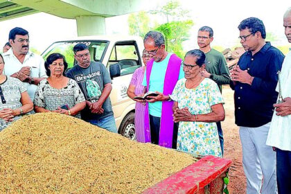 After years of challenges, Navelim ryots celebrate a season of renewed cultivation