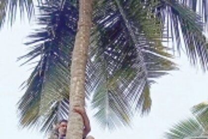 After ‘render-ing’ a unique service, Goa’s toddy tappers are running out of work