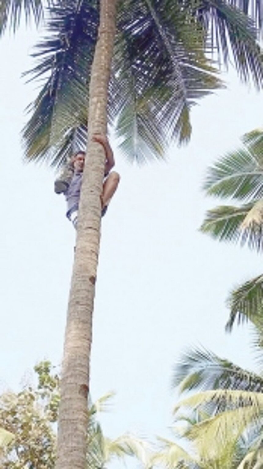 After ‘render-ing’ a unique service, Goa’s toddy tappers are running out of work