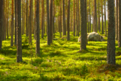 Against projects at protected areas, Govt, agencies to pay 2% of its cost for mitigation