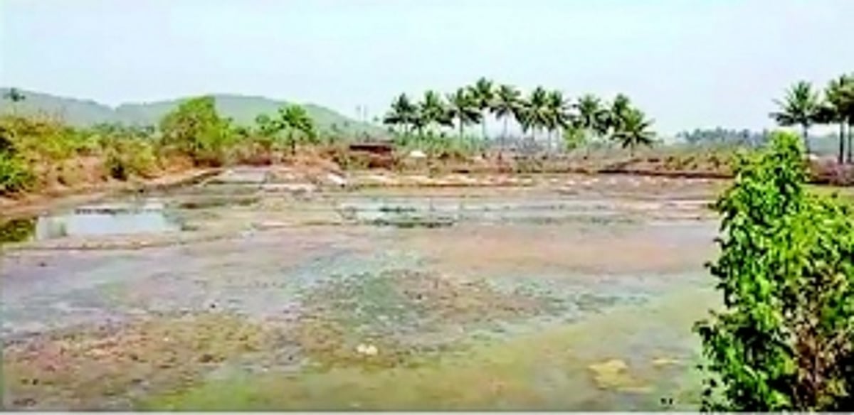 Agarwada farmers raise concern over  saline water entering fields and salt pans