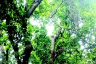 Age-old trees pose threat to  life, property in Ponda