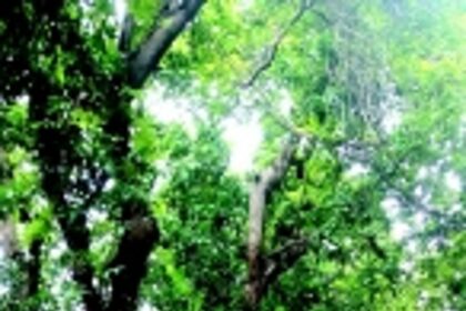 Age-old trees pose threat to  life, property in Ponda