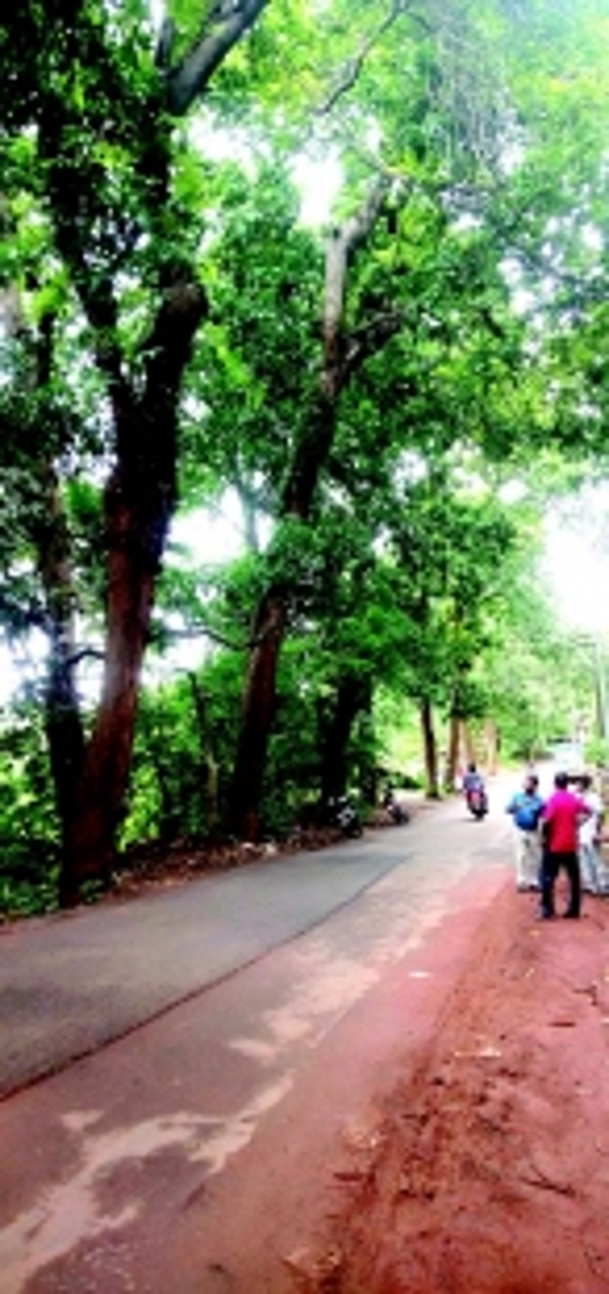 Age-old trees pose threat to  life, property in Ponda