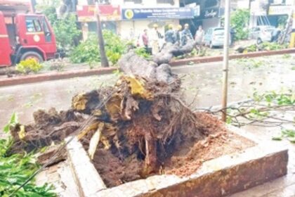 Ageing Ashoka trees along Vasco  Swatantra Path need to be cut down