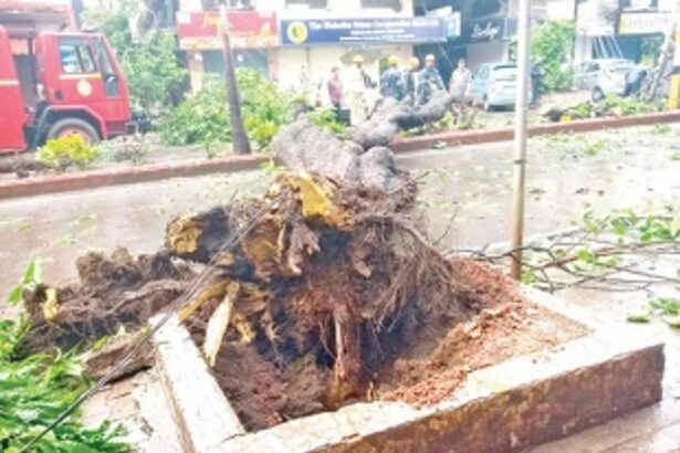 Ageing Ashoka trees along Vasco  Swatantra Path need to be cut down