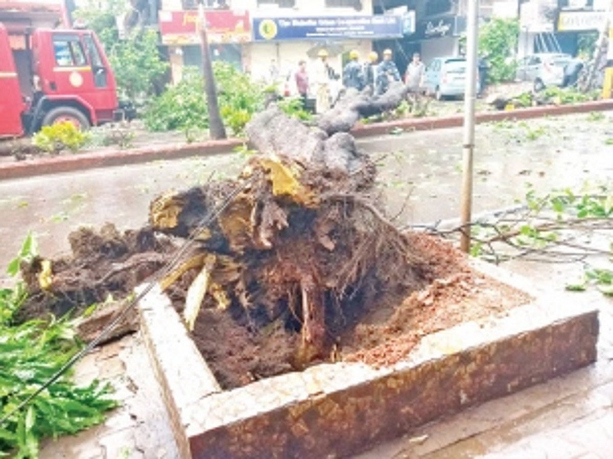 Ageing Ashoka trees along Vasco  Swatantra Path need to be cut down