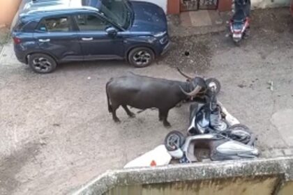 Aggressive bull attacks couple at Taleigao,  owner arrested