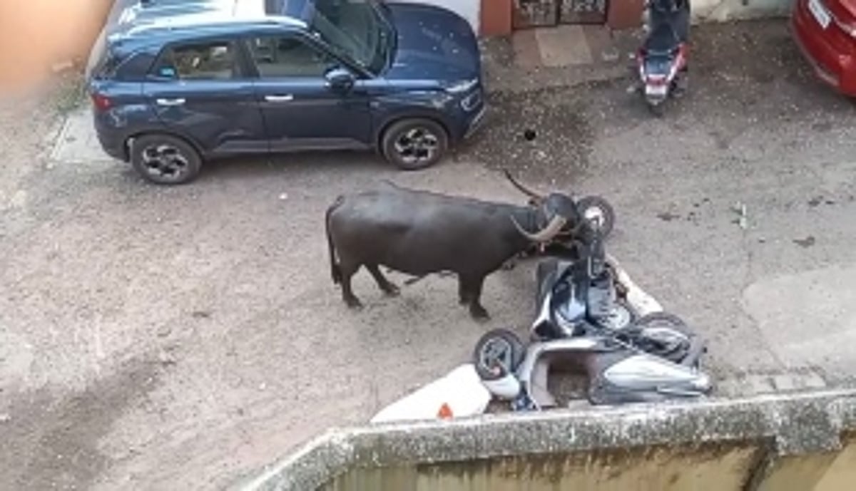 Aggressive bull attacks couple at Taleigao,  owner arrested