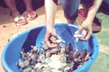Agonda Beach witnesses season’s  first Olive Ridley turtle hatching