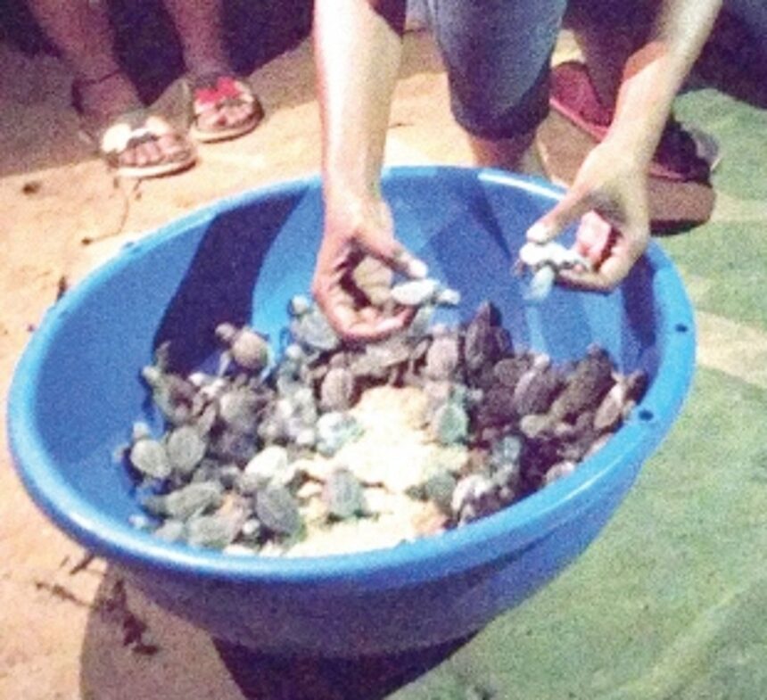 Agonda Beach witnesses season’s  first Olive Ridley turtle hatching