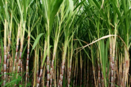 Agri Dept notifies scheme to  enhance sugarcane productivity