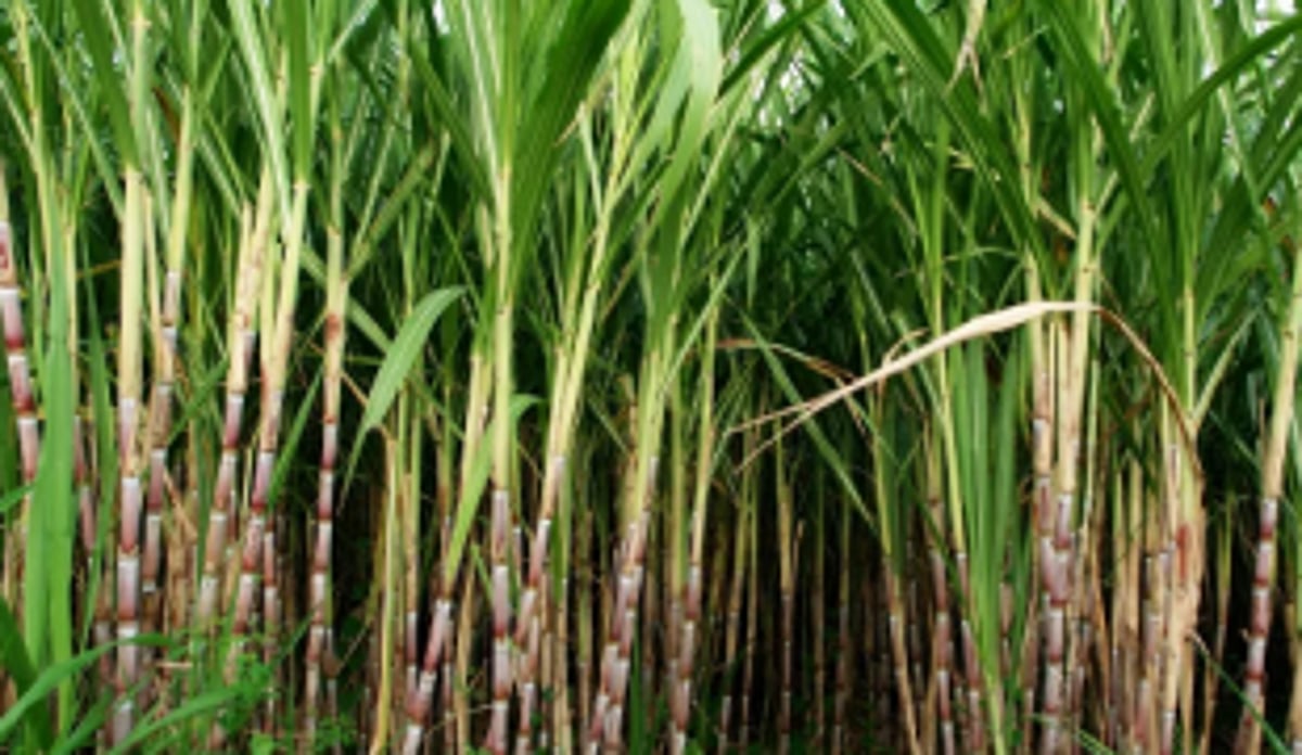 Agri Dept notifies scheme to  enhance sugarcane productivity