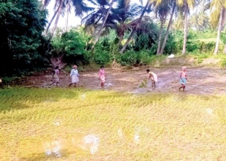 Agricultural activities pick up pace  in Salcete as monsoon sets in
