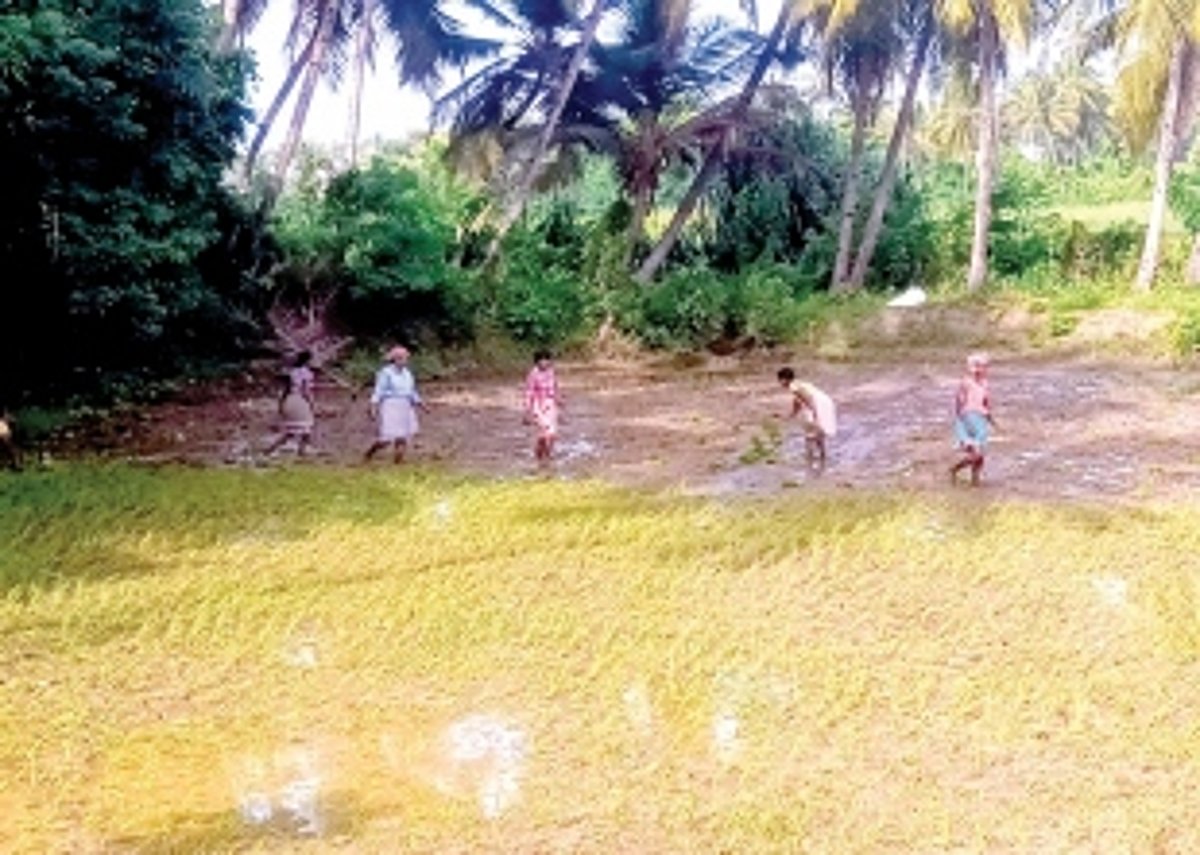 Agricultural activities pick up pace  in Salcete as monsoon sets in