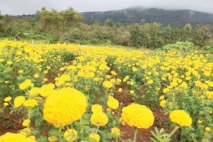 Agricultural initiative produces fields of  gold in Quepem