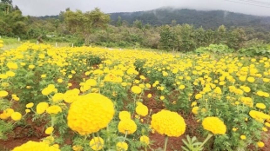 Agricultural initiative produces fields of gold in Quepem