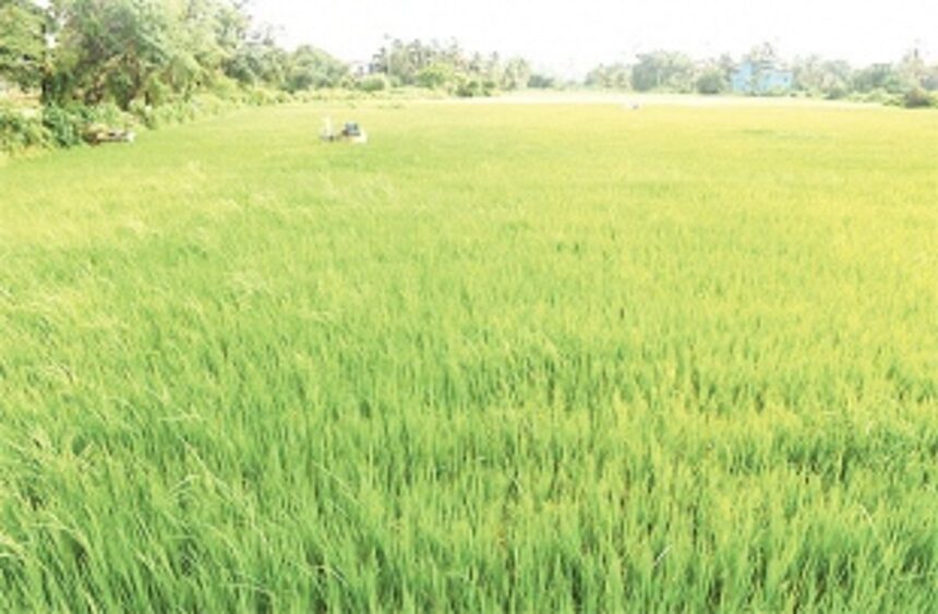 Agriculture Dept issues advisory to farmers 1 Agriculture Dept issues advisory to farmers