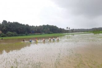 Agriculture, a gamble in  the monsoon at Sangolda