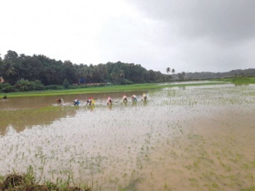 Agriculture, a gamble in  the monsoon at Sangolda