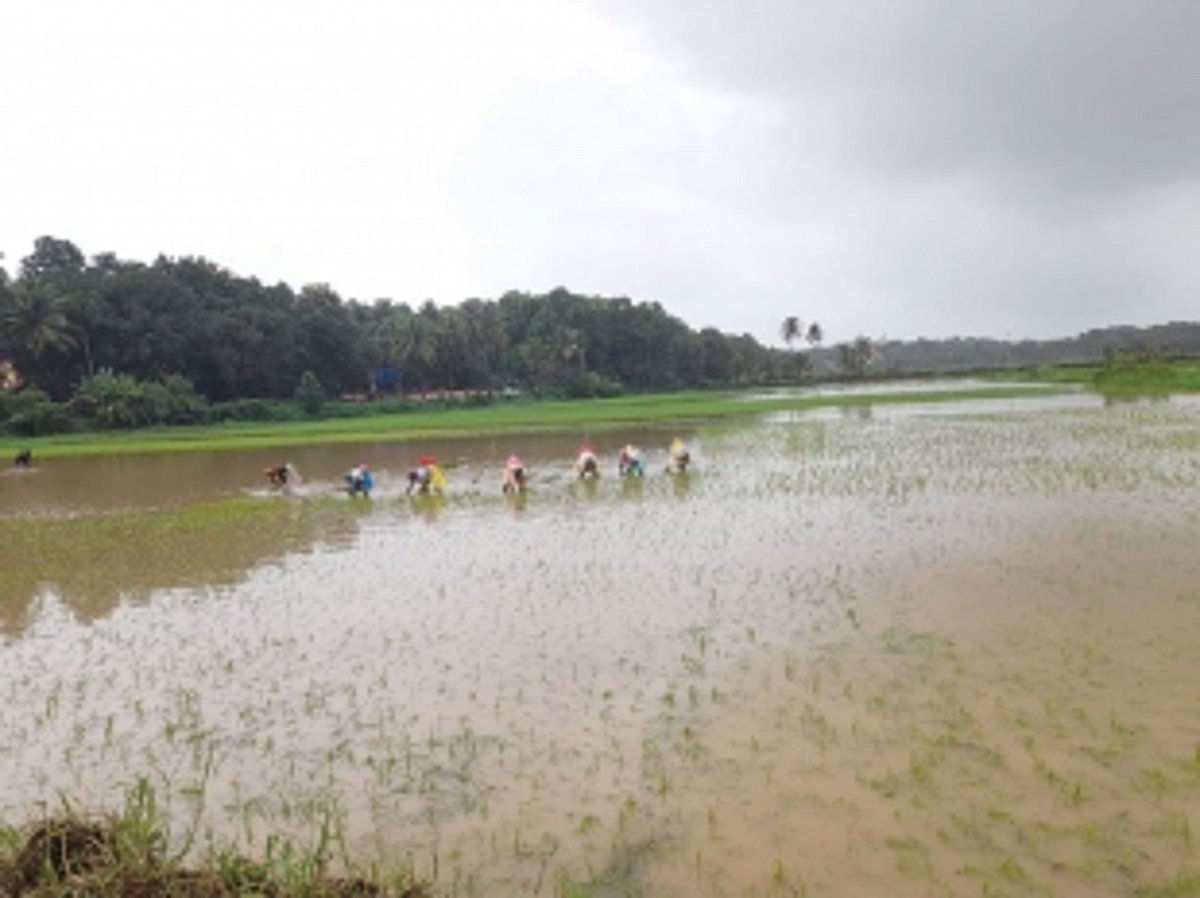 Agriculture, a gamble in  the monsoon at Sangolda
