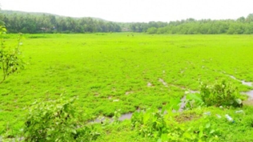 Agriculture land in Ponda on verge of extinction 1 Agriculture land in Ponda on verge of extinction