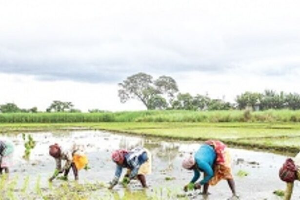 Agritourism: The way forward for Goa