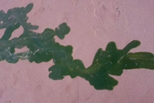 Algal bloom, jelly fish keep tourists  away from Canacona beaches