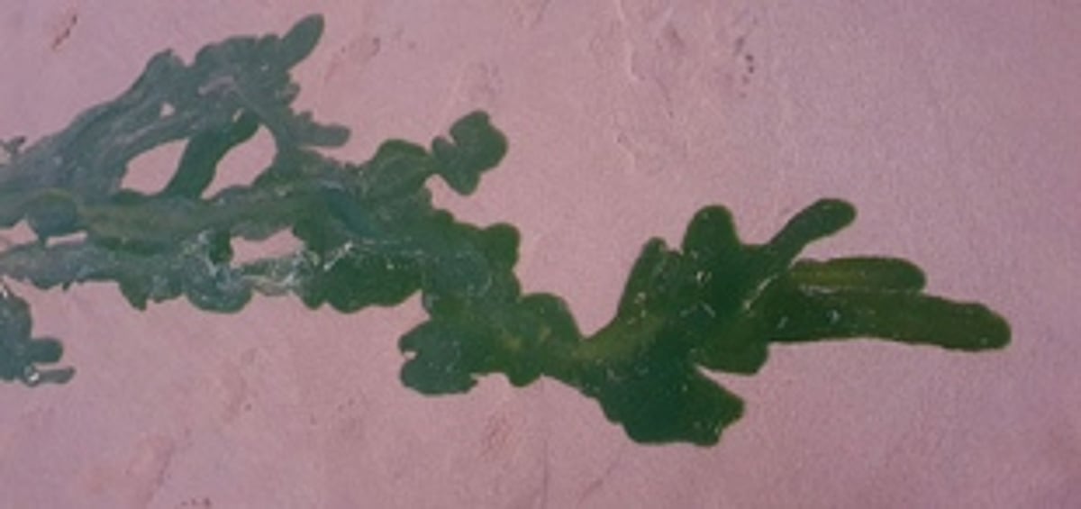 Algal bloom, jelly fish keep tourists  away from Canacona beaches