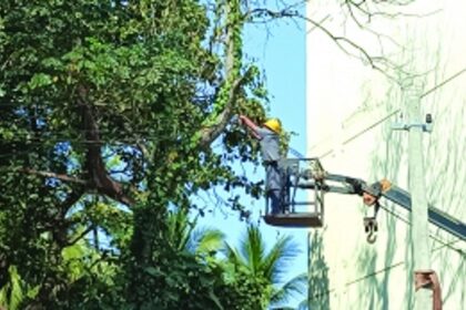All in a day’s work: Electricity pole erected; cables removed from dying tree