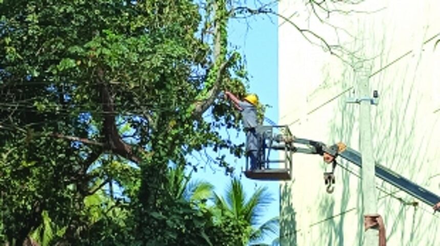 All in a day’s work: Electricity pole erected; cables removed from dying tree