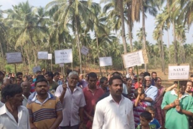 All powerful IPB allows pristine fields with 500 palm trees to be cleared for alcohol and brewary plant, in Sanguem