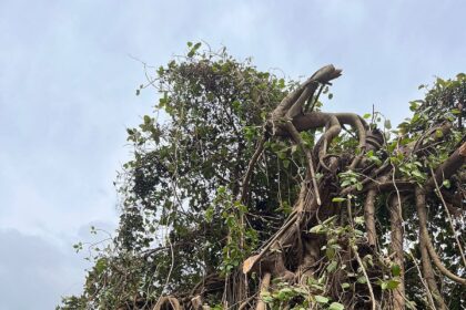 All transplanted trees have died, so no chance of Porvorim Banyan tree surviving