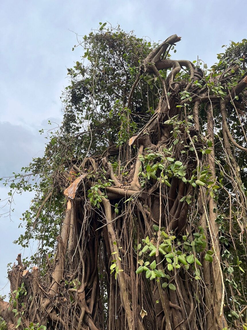 All transplanted trees have died, so no chance of Porvorim Banyan tree surviving 1 All transplanted trees have died, so no chance of Porvorim Banyan tree surviving