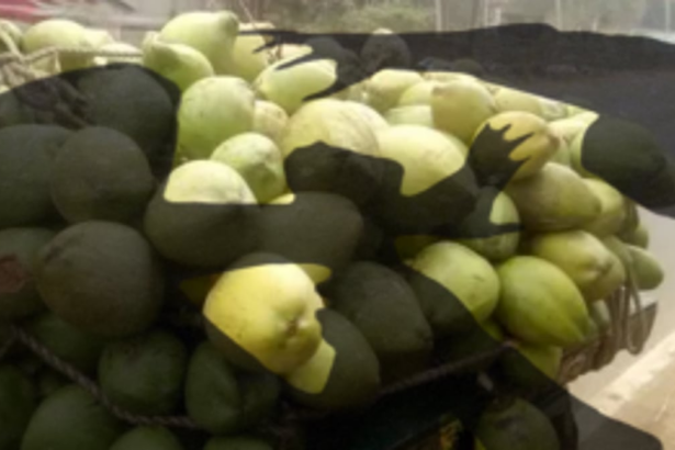 Altercation over Coconut Water Price Turns Violent: Tourist Assaulted with Iron Rod