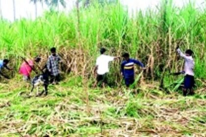 Although the factory is shut, harvesting of sugarcane on Sanjivani’s land begins