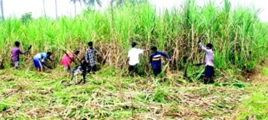 Although the factory is shut, harvesting of sugarcane on Sanjivani’s land begins
