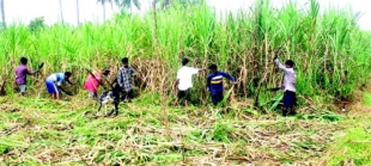 Although the factory is shut, harvesting of sugarcane on Sanjivani’s land begins