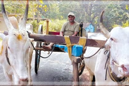 Amar Bagkar's Bullock Cart: The Last Lifeline of Tiracol's Rural Heritage