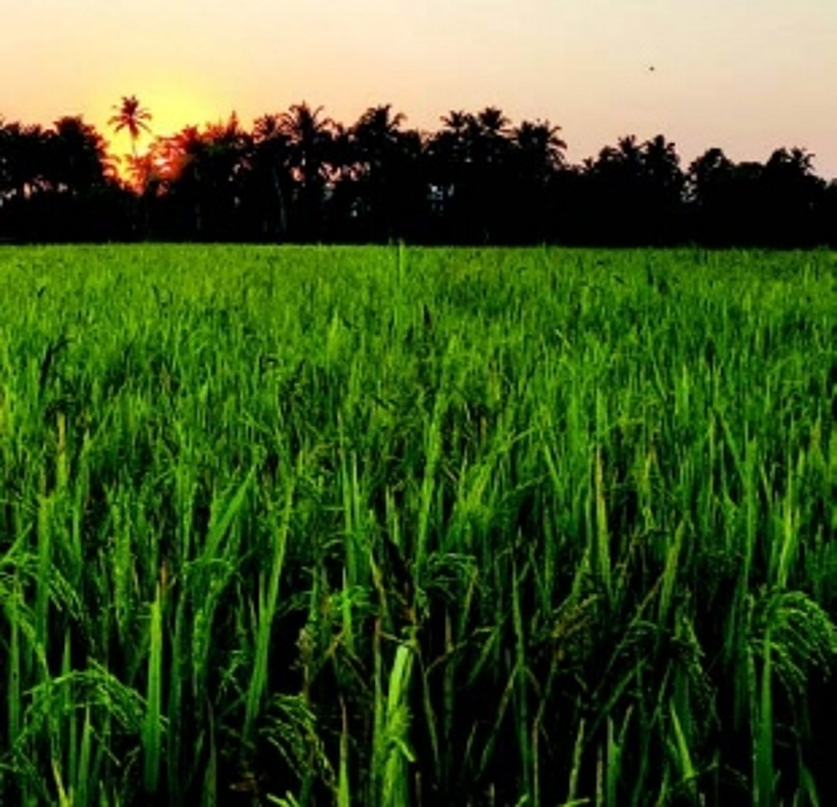 Amid nat’l arsenic scare, NGT urged to address Goa’s groundwater pollution crisis