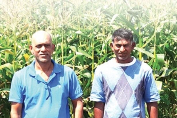 Amidst highways and high-rises in bustling Duler, the Tamankar brothers’ farm thrives on toil