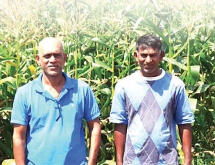 Amidst highways and high-rises in bustling Duler, the Tamankar brothers’ farm thrives on toil