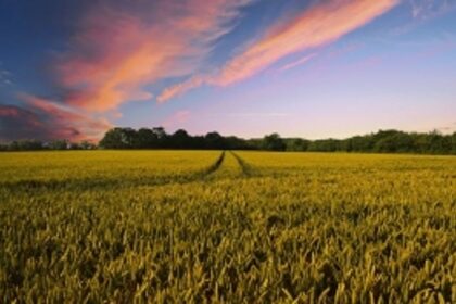An agricultural value chain could be the answer