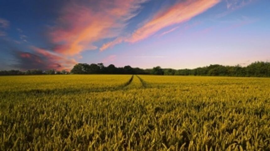 An agricultural value chain could be the answer 1 An agricultural value chain could be the answer