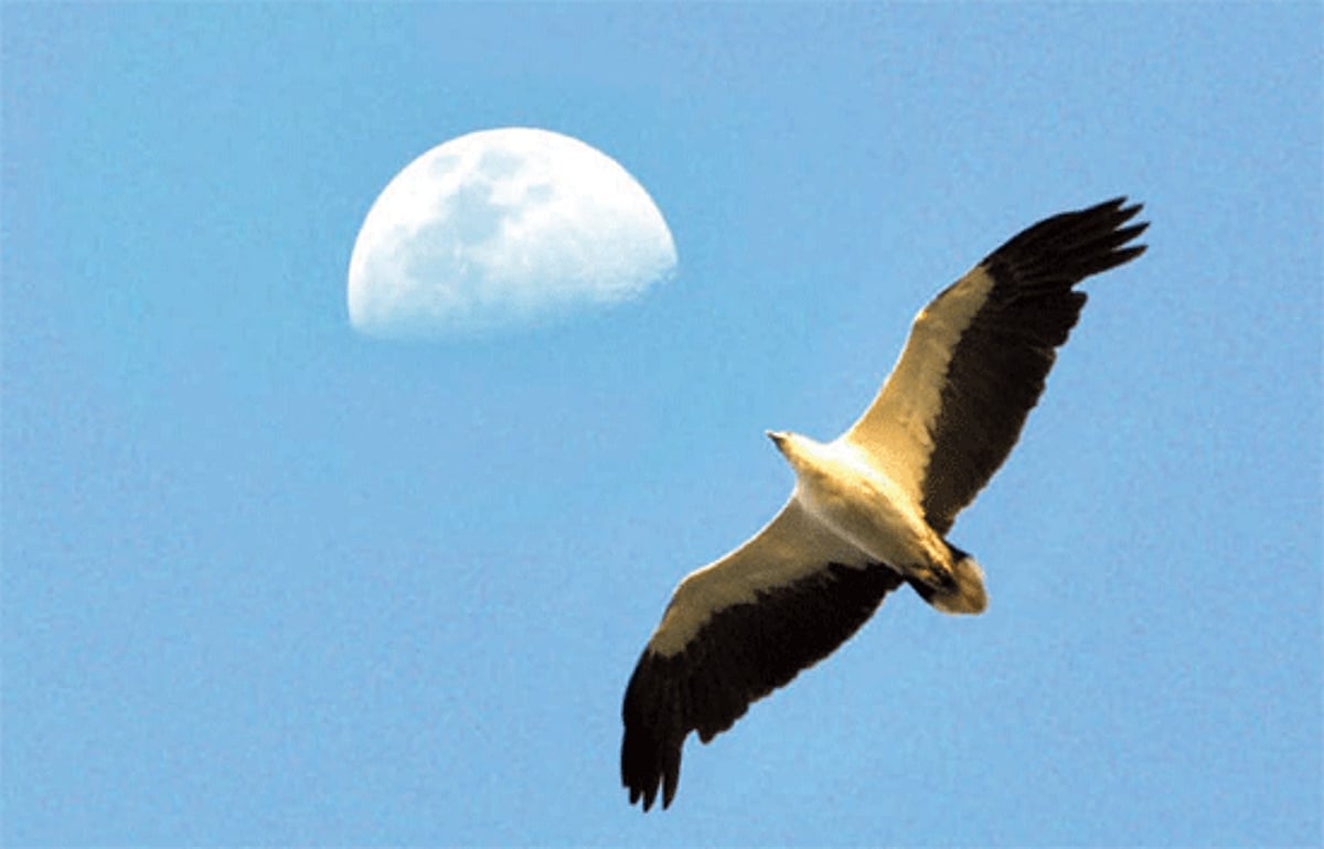 An eagle hunts for its prey from a height at Arabian sea as the moon makes its appearance on the horizon.