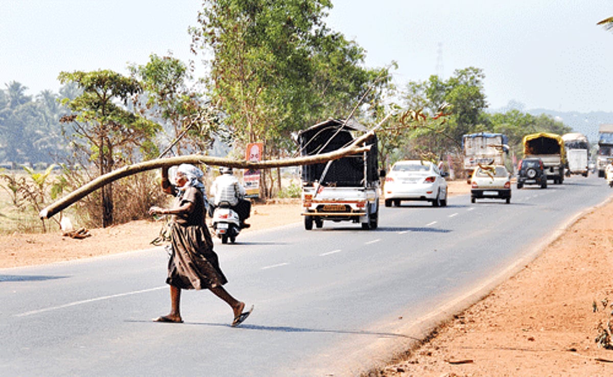 An elderly woman carries a branch of a tree endangering her life and traffic along the NH17-A Panjim-Ponda bypass on Monday. The 25th Road Safety Week is being observed in Goa from January 11 to 17.