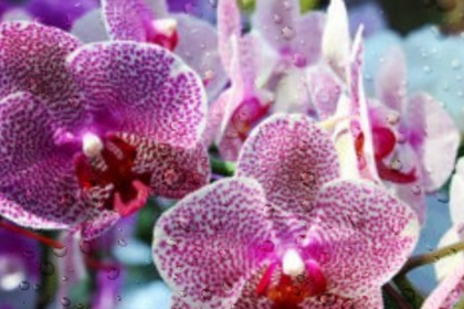 An increased interest in exotic flowers among Goans...
