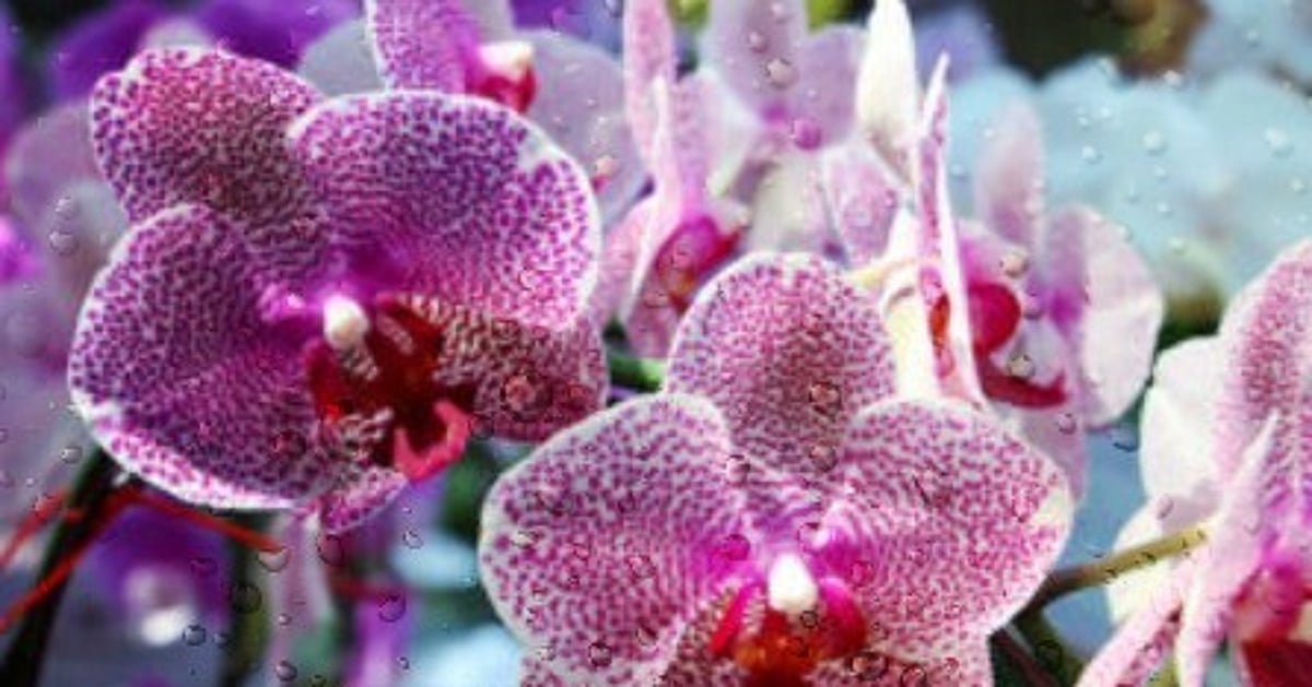 An increased interest in exotic flowers among Goans...